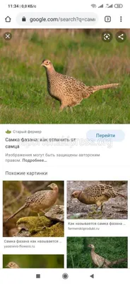 Фазаны