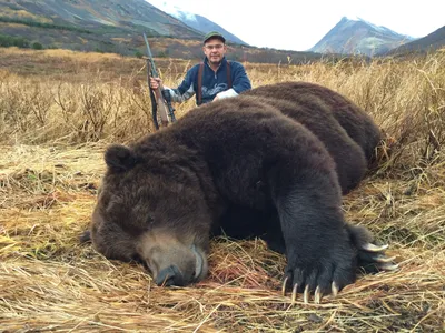 [23+] Самого большого медведя гризли фото