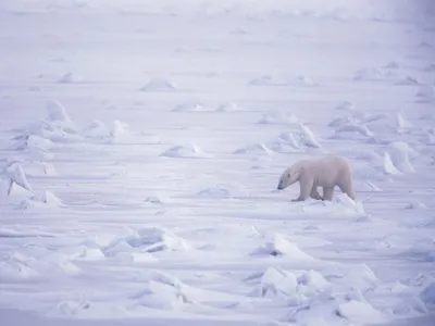 Уникальное фото самого большого медведя гризли в формате jpg