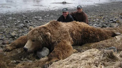 Самого большого медведя гризли фотографии