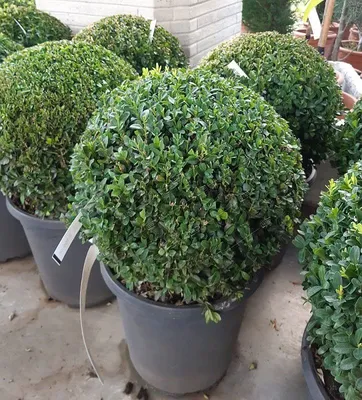 Самшит вечнозеленый шар 35/+ Buxus sempervirens 7,5л (Н) — цена в LETTO