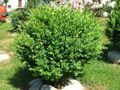 Купить Самшит вечнозеленый 'Aurea Pendula' - Новий Сад