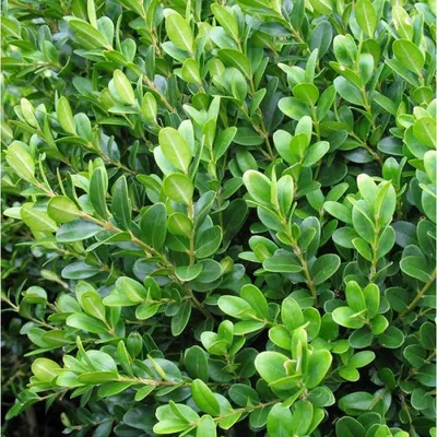 Самшит вечнозелёный 30-40см/ Buxus sempervirens - Самшит, Буксус,  Лиственные | Питомник декоративных растений в Одессе: цена, отзывы.