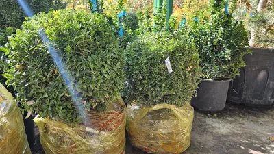 Самшит вечнозеленый | Купить саженцы по цене от 6850 с доставкой в  питомнике Алексеевская Дубрава