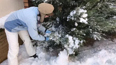Хвойные зимой Самшит зимой Уборка снега с можжевельника Скай рокет🐕 Выгул  собак во дворе - YouTube