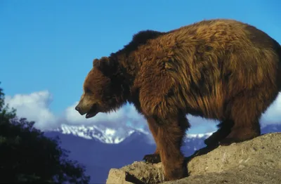 Впечатляющие фото самых крупных медведей мира