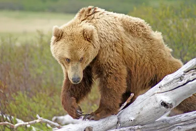 Воздушные фото самых грозных медведей