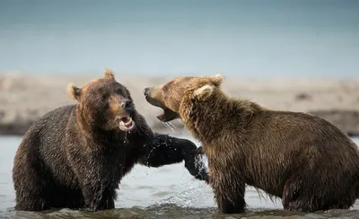 Самые большие и красивые медведи на фотографиях