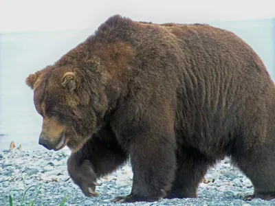 Шикарные снимки самых внушительных медведей
