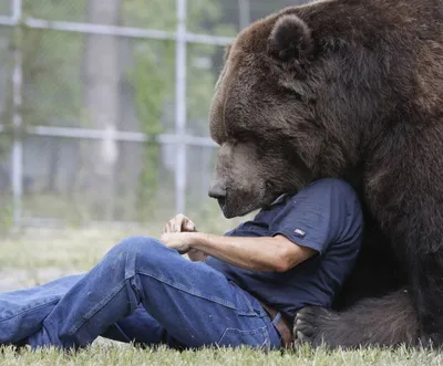 Фотографии медведей впечатляющего размера