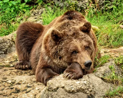 Удивительные медведи на живописных фото