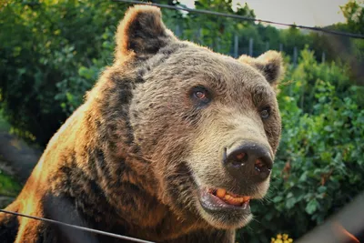 Невероятная красота самых больших медведей