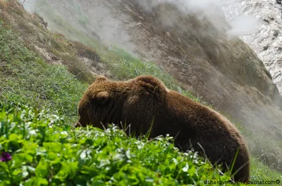 Уникальные снимки самых крупных медведей в мире