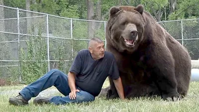 Фотографии самых грозных и мощных медведей