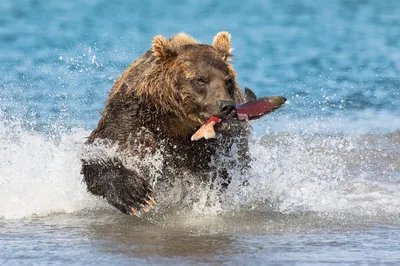 Большие медведи в потрясающих картинках