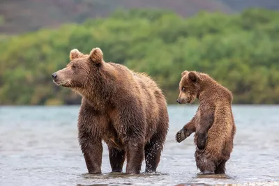 Впечатляющие медведи на фоне природы: фото в хорошем качестве