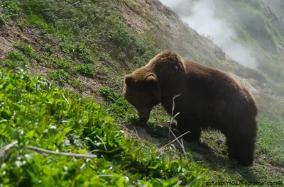 Фото самых мощных и устрашающих медведей