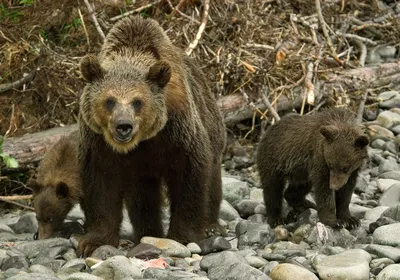 Величественные медведи на фото: скачать бесплатно в разных форматах