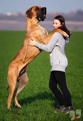 Самые большие собаки в мире фото фотографии