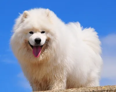 Самые дорогие собаки в мире — субъективный рейтинг | Pet7