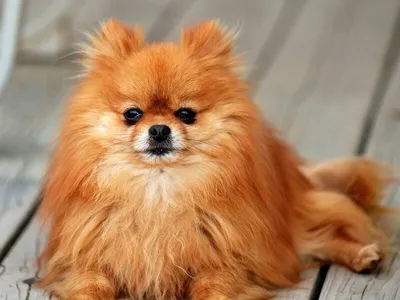 Самые дорогие собаки | DOGZILLA | Дзен