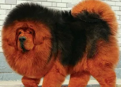 Самые дорогие породы собак в мире — biosalon