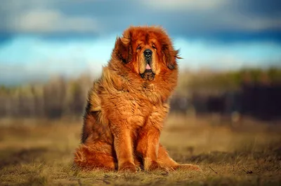 Самые дорогие собаки в мире — субъективный рейтинг | Pet7