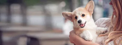 Самая дорогая порода собак в мире Топ 10 - Pet-Mir.ru