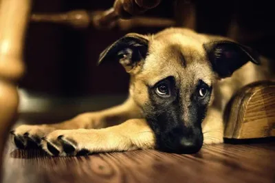 BB.lv: Как собаки научились строить «грустные глазки»