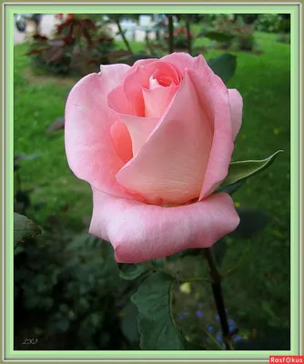 Оптова база квітів OPTROZ | Цветы оптом on Instagram: \"Самые красивые розы  в мире растут в Эквадоре ! #цветыоптом\"