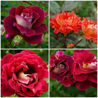 Самые красивые розы Варшавы. Польша.