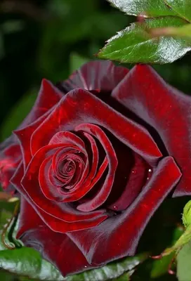 Красота во всем: розы – самые красивые цветы» — создано в Шедевруме