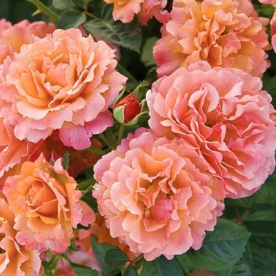 Самые красивые розы» — создано в Шедевруме