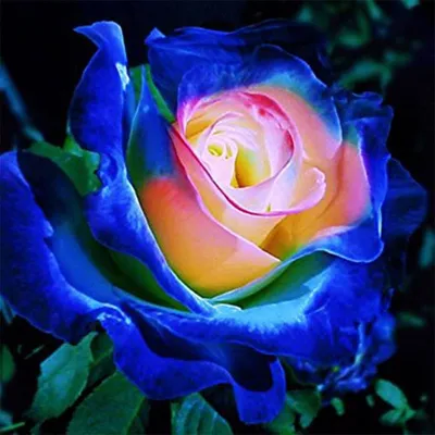 Винтаж. Vintage - Очень красивая роза | Facebook
