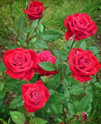 Самые красивые розы» — создано в Шедевруме