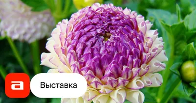 Выставка георгин, Москва – Афиша-Музеи