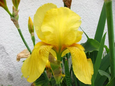 Oksana Plus Hobbies: Weekly Photo: Yellow Iris (Фото недели: Желтые ирисы)