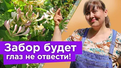 Обзор самых красивых комнатных цветов