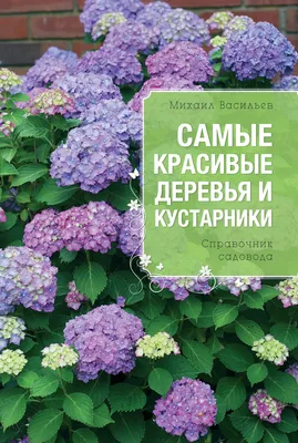Самые красивые кустарники для осеннего сада | Алексеевская Дубрава | Дзен
