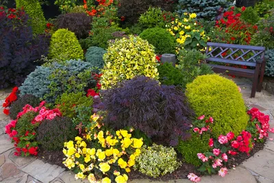 Цветущие кустарники. Самые красивые и неприхотливые | Цветущие кустарники,  Естественный сад, Летние растения