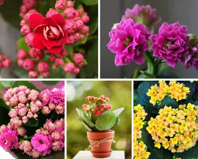 Самые популярные домашние цветы - 57 фото