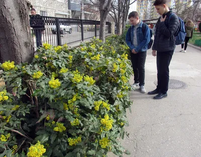 Garden Gate - Самые красивые и неприхотливые садовые растения. ⠀ Каждому  садоводу хочется, чтобы его участок смотрелся эстетично и необычно. 🏞  Большинство предполагает, что на это понадобится много сил и времени. ⠀