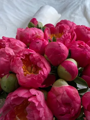Flowery объявляет сезон пионов \"открытым\" и разыгрывает 101 цветок.  Сахалин.Инфо