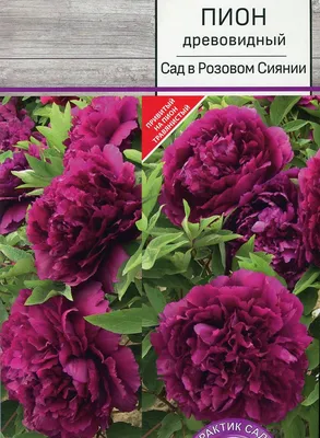 Пионы — любимые цветы девушек - Бізнес новини Сєвєродонецька