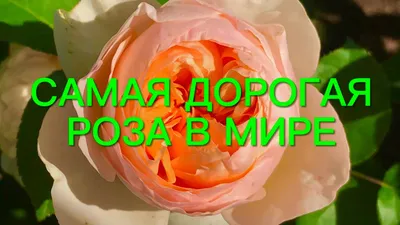 Картинки красивые цветы розы очень красивые (69 фото) » Картинки и статусы  про окружающий мир вокруг