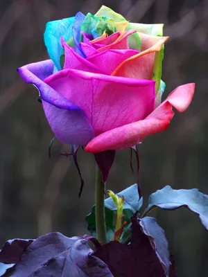 Самые красивые розы на свете | Розовые розы, Розы, Красивые розы