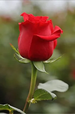 Розы. Самая дорогая роза в мире . Топ 5 лучших сортов Дэвида Остина.🌹🌹🌹  - YouTube