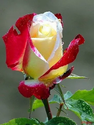 Самые красивые розы в мире - 50 фото