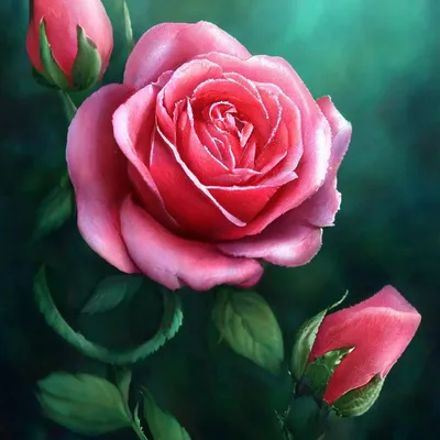 Самые красивые цветы розы в мире (100 фото) 🔥 Прикольные картинки и юмор