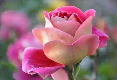 Очень красивые розы самая красивые …» — создано в Шедевруме